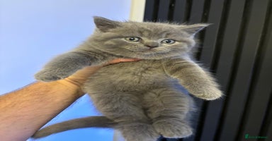 British Shorthair cats - Advert 3
