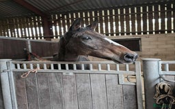 English Thoroughbred horses for sale: Sweet horse looking for solo home - Image 8