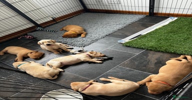 Labrador Retriever dogs - Advert 2
