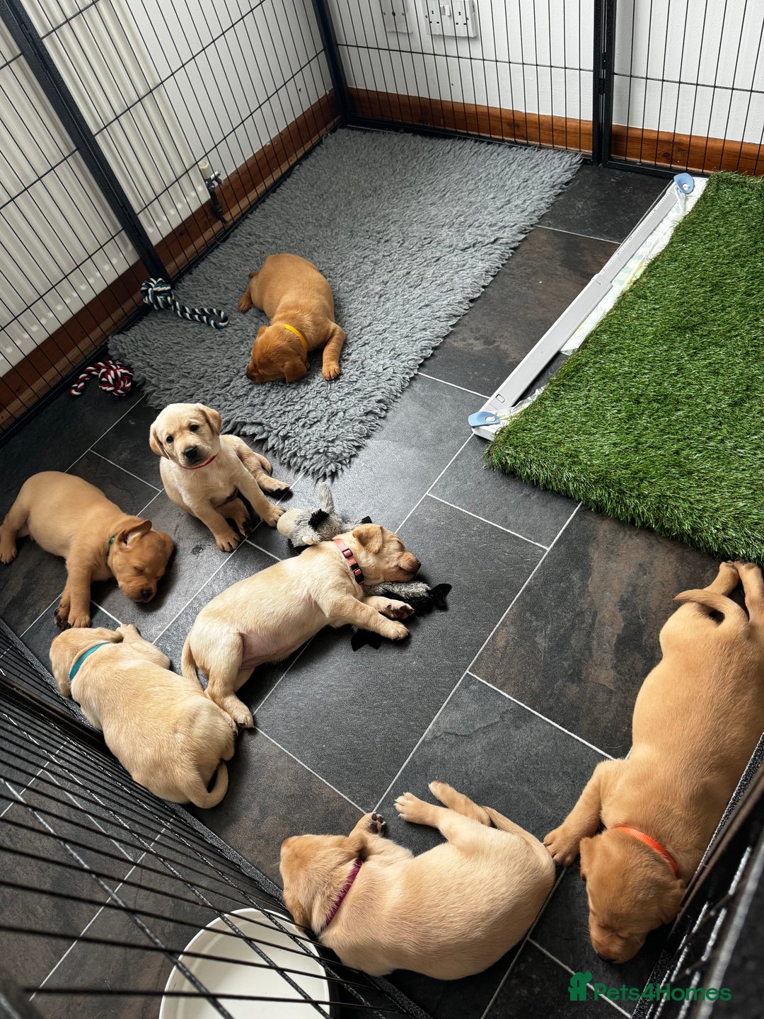 Labrador Retriever dogs for sale: Champion Bloodlines KC Labrador Retriever Puppies - Image 4