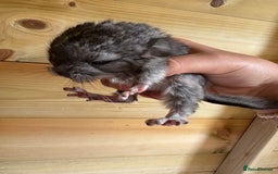 Chinchilla rodents for sale: Adorable tame chinchilla female kit - Image 4