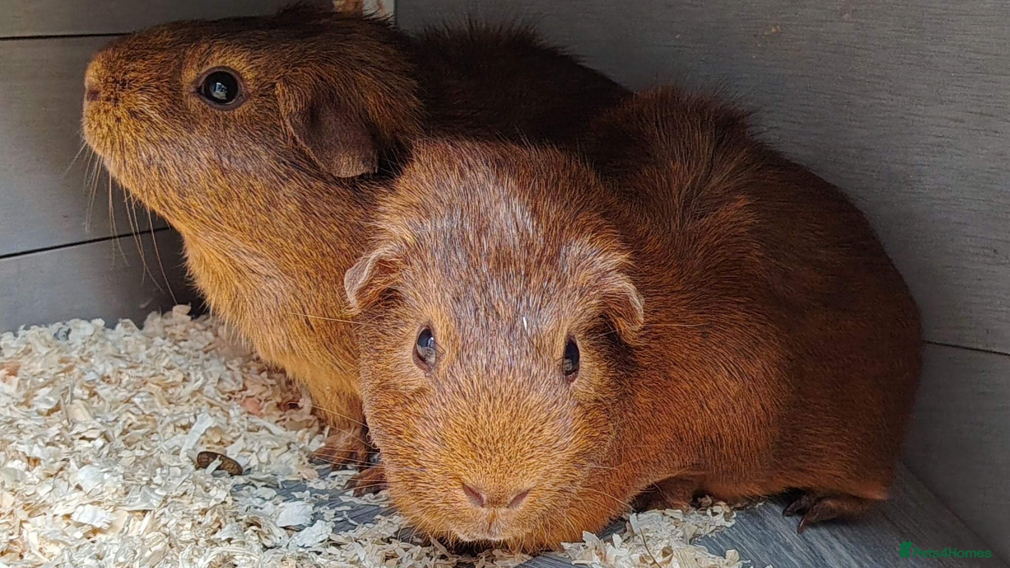 Guinea Pig rodents Stunning Baby Guinea Pigs (sows and boars)  - Advert 1