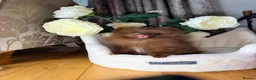Pomeranian dogs for sale: Chocolate Pomeranian Girl and boys - Advert 14