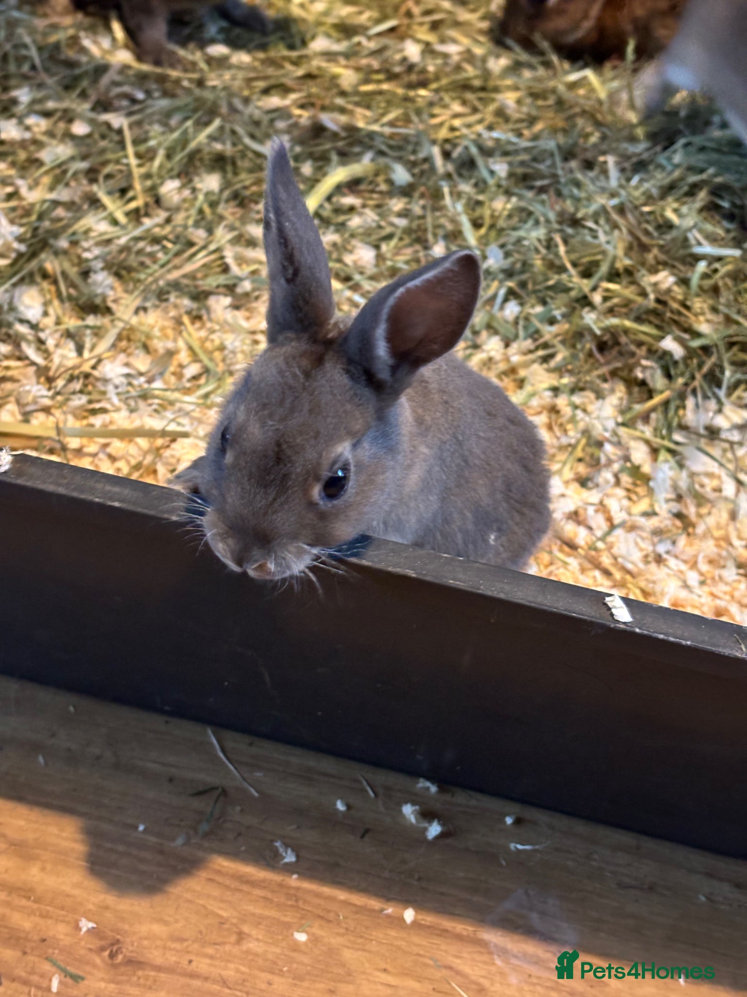 Rex rabbits for sale: Gorgeous velvet Rex babies - Advert 5