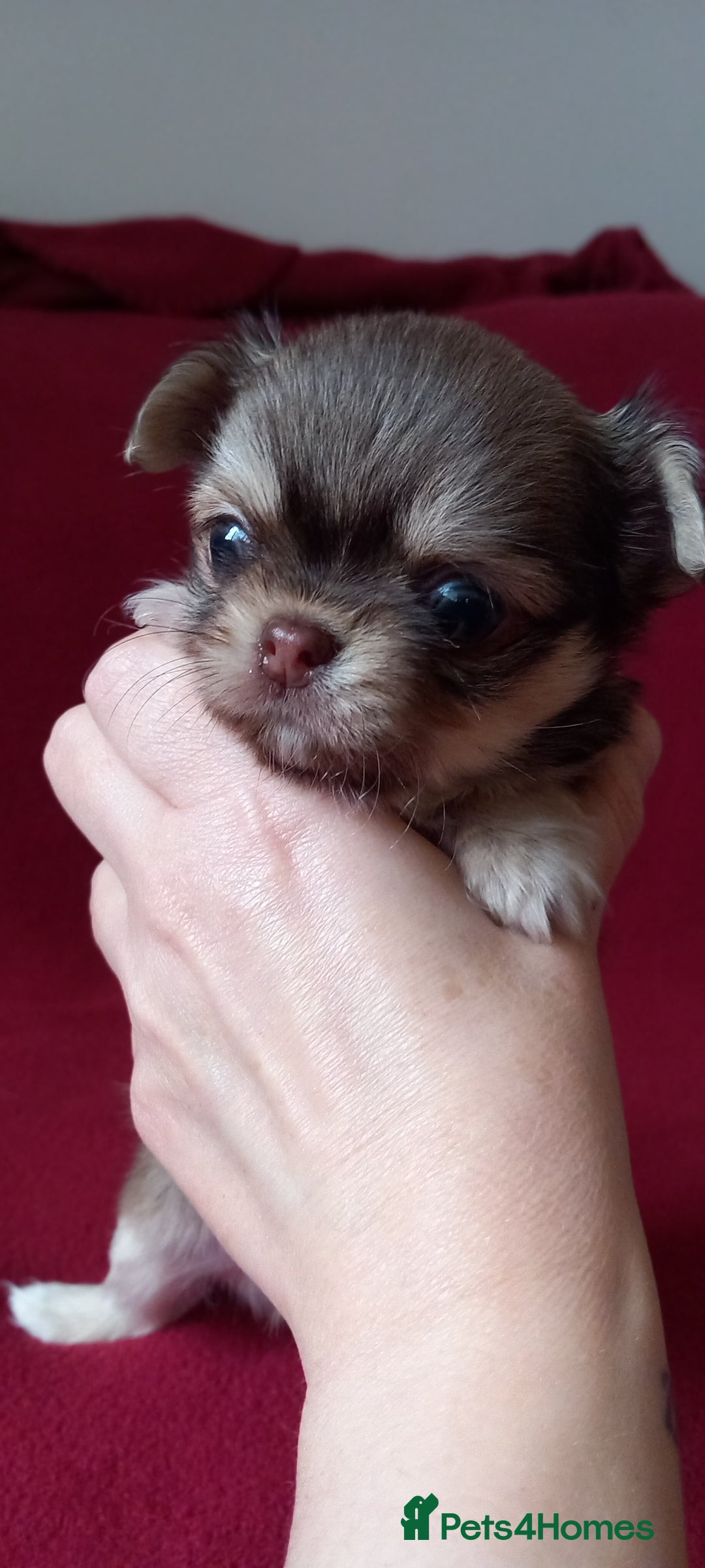 Chihuahua dogs for sale: ❤️‍🔥DNA tested parents❤️‍🔥LC 1Boys KC REG  - Advert 19