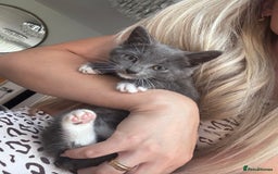 Domestic Shorthair cats for sale: Kittens for sale  - Image 1