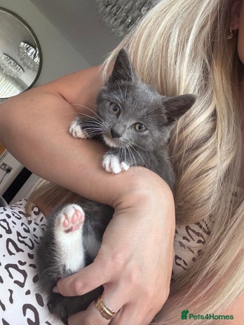 Domestic Shorthair cats - Advert 15