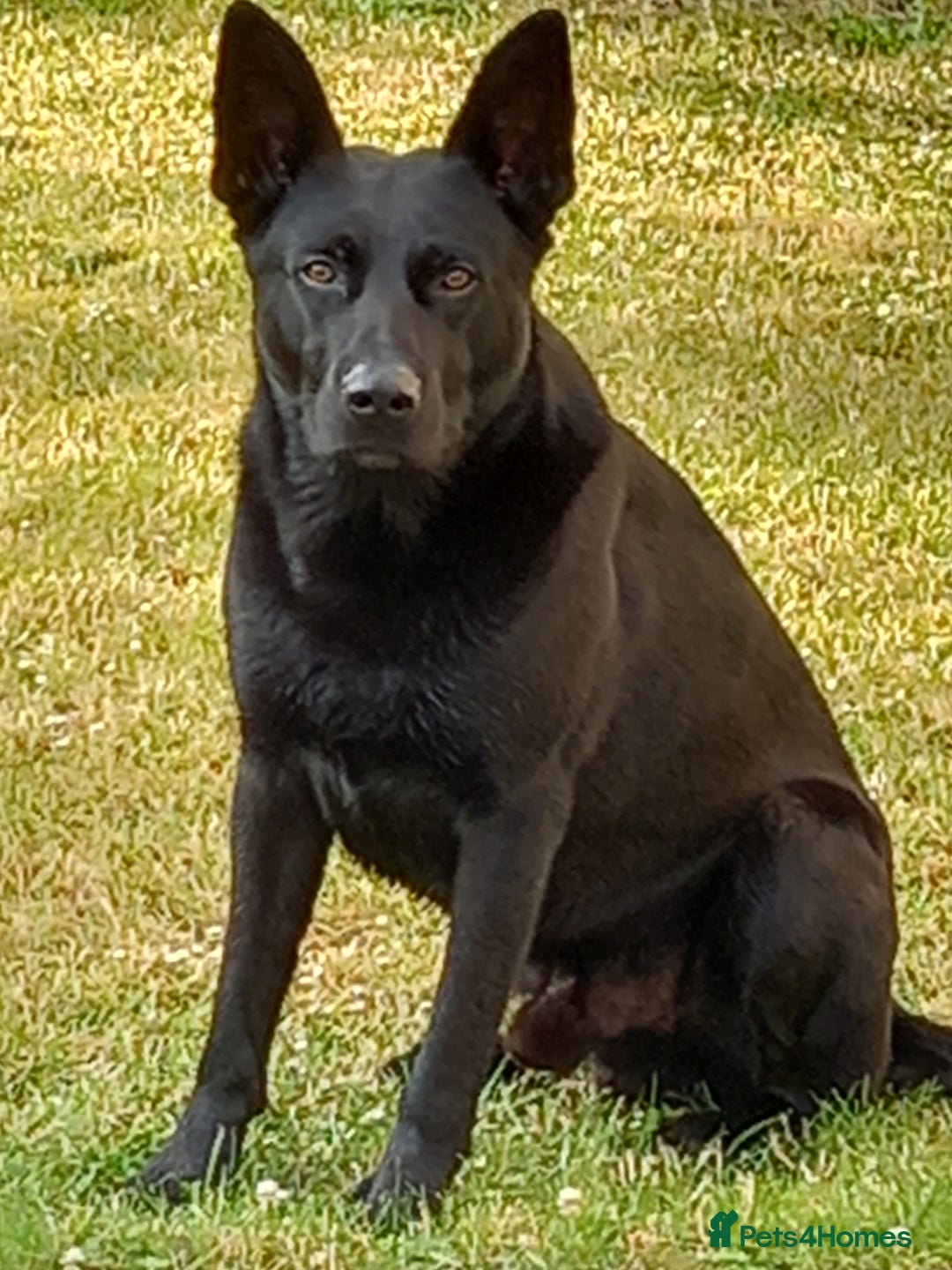 German Shepherd dogs for stud: 4-Year-Old Czech Shepherd- Proven Stud (Sheffield) - Image 4