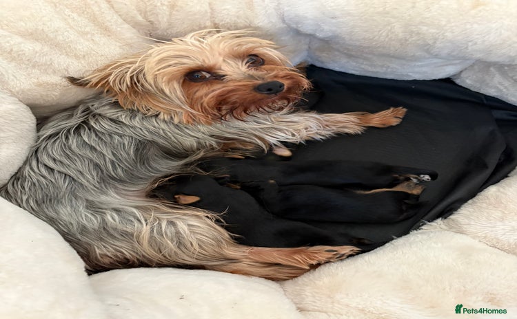 Yorkshire Terrier dogs - Advert 2