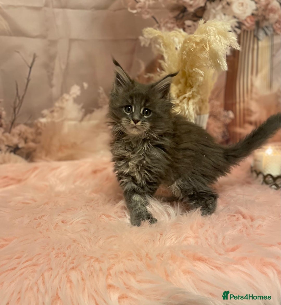 Maine Coon cats for sale: Maine Coon polydactyl (left two girls) - Advert 17