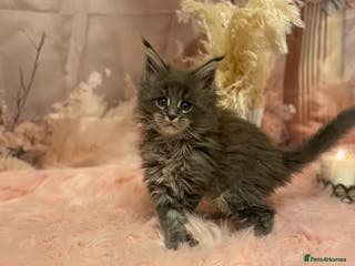 Maine Coon cats Maine Coon polydactyl (left two girls) - Advert 11