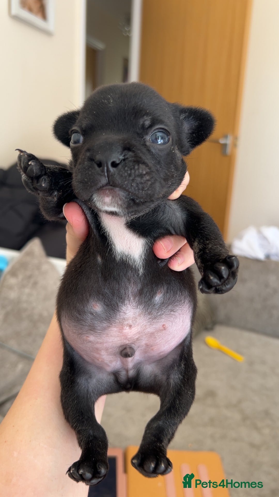 French Bulldog dogs for sale: 2 French bull dog puppies  - Image 6