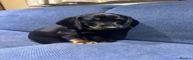 Miniature Dachshund 2