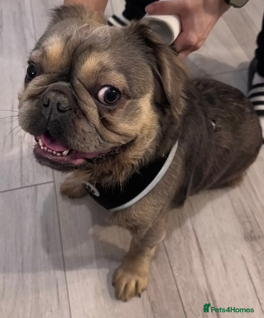 French Bulldog dogs French bulldog  - Advert 1