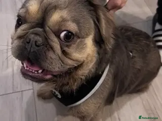 French Bulldog dogs French bulldog - Advert 1