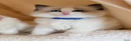 Ragdoll cats for sale: Stunning champion line Ragdoll kittens - Advert 23