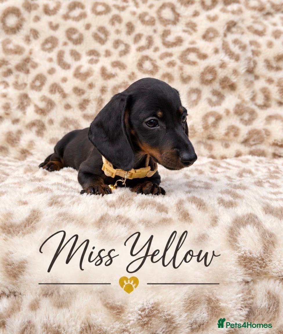 Miniature Dachshund dogs Black and Tan Miniature Dachshund Female - Advert 1
