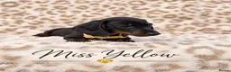 Miniature Dachshund dogs for sale: Blue and tan and Black and Tan Dachshund - Advert 12