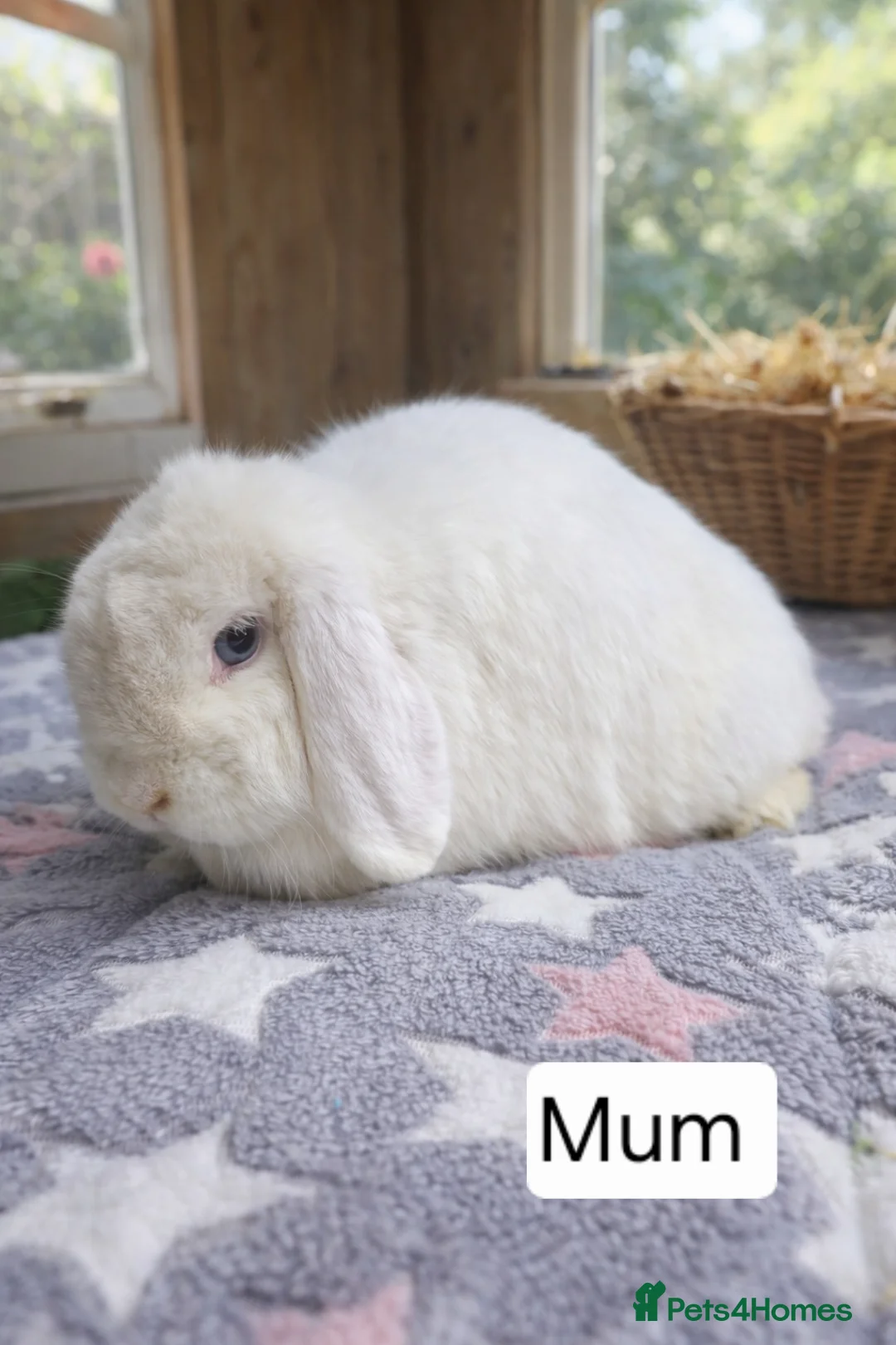 Mini Lop rabbits for sale: Purebred Mini Lop Bunnies  - Advert 6