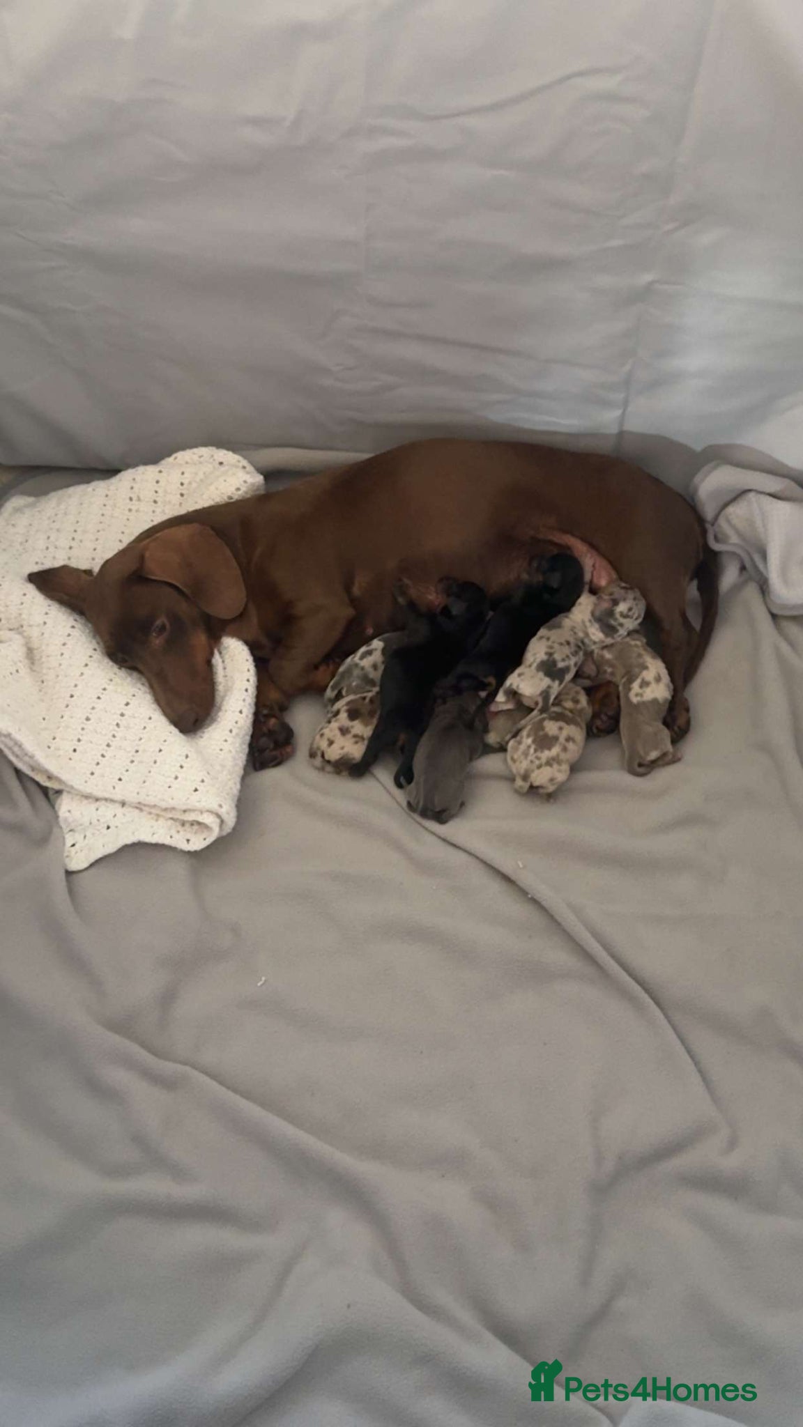 Dachshund dogs Standard Dachshund Puppies - Advert 1