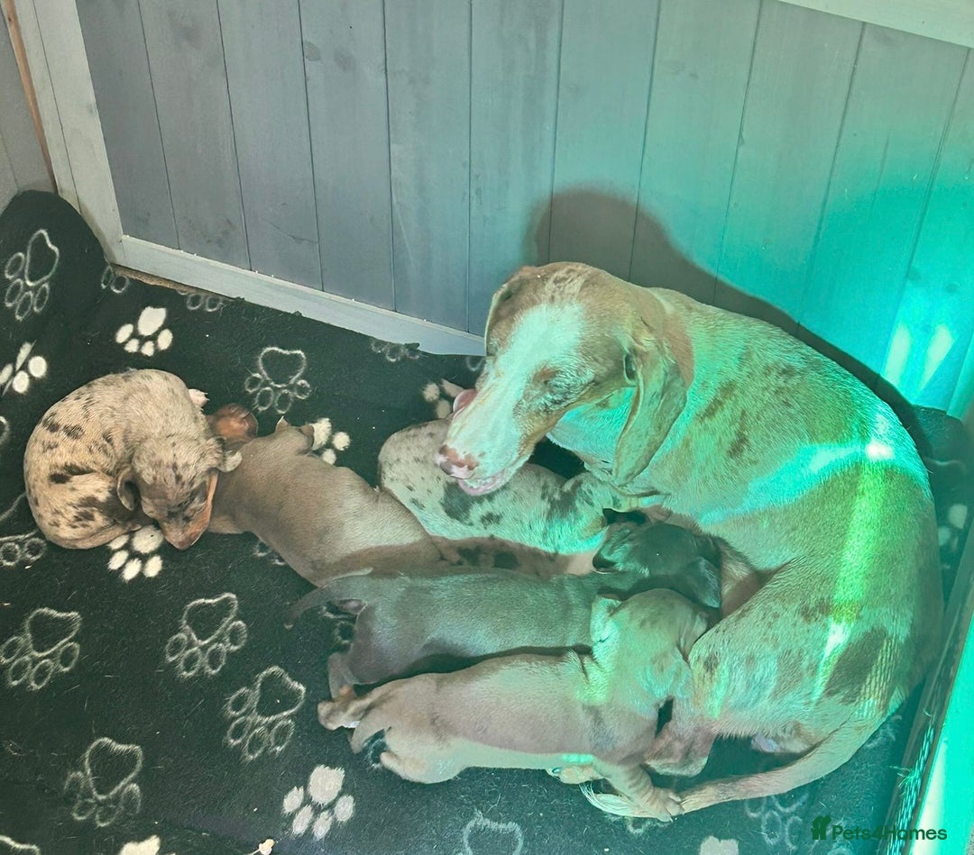 Dachshund dogs for sale: Beautiful dachshund puppies  - Image 12