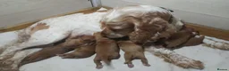 Sprocker dogs for sale: Sprocker x Cocker Spaniel Puppies - Advert 11
