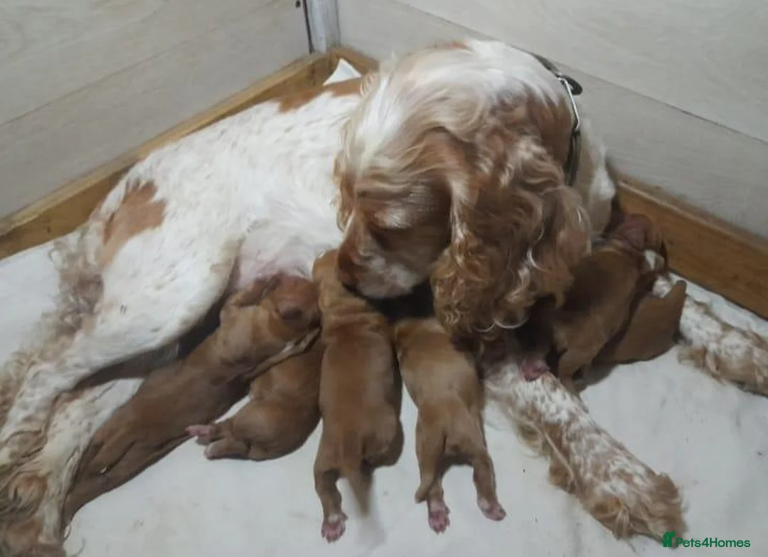 Sprocker dogs for sale: Sprocker x Cocker Spaniel Puppies - Advert 11
