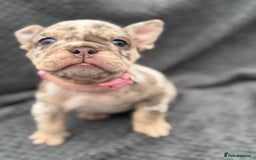English Bulldog dogs for sale: Ready Now Beautiful English Bull Dogs KC reg  - Image 9
