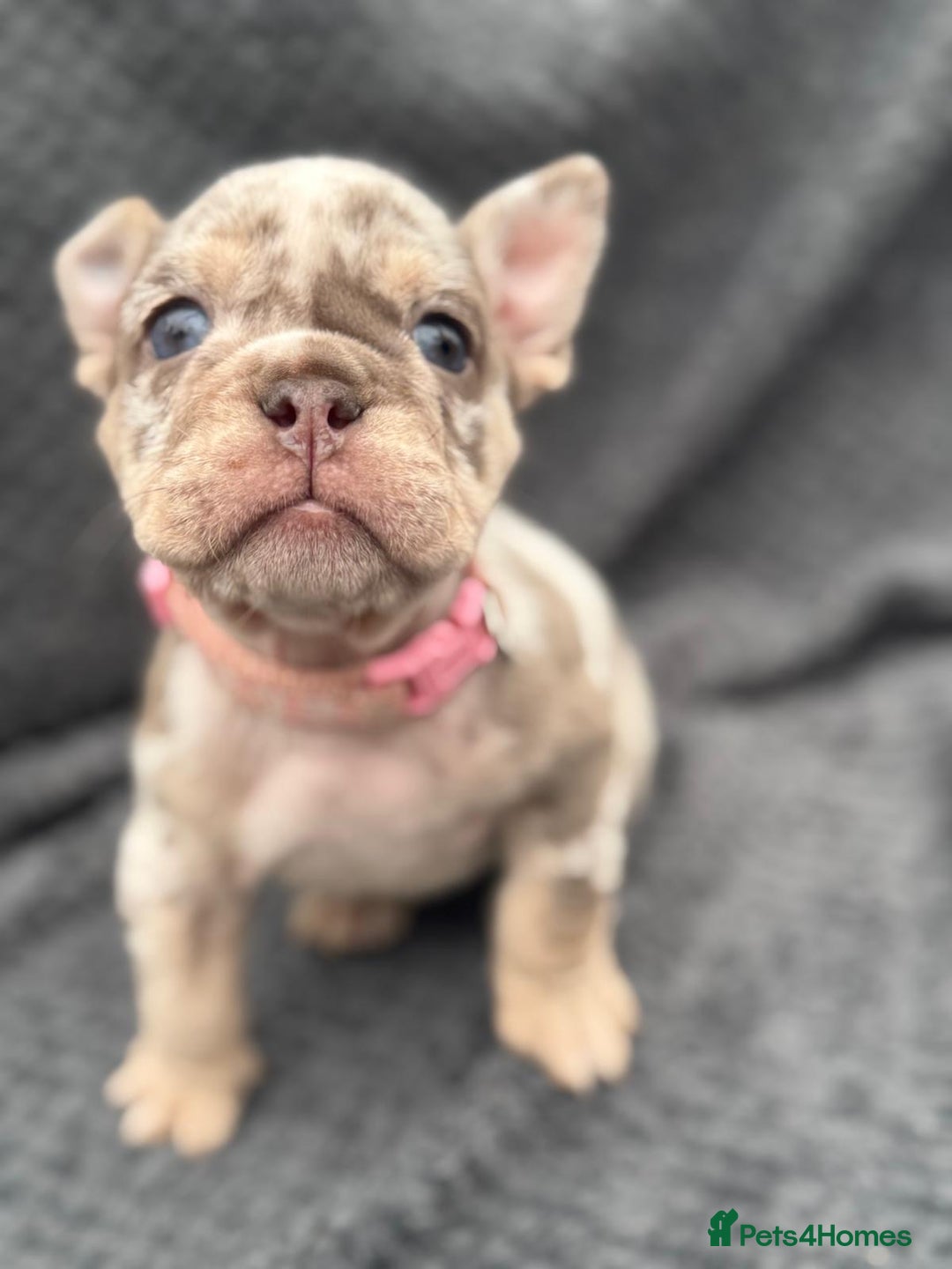 English Bulldog dogs for sale: Ready Now Beautiful English Bull Dogs KC reg  - Image 9