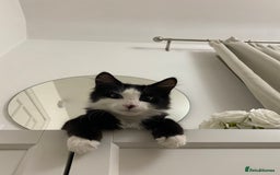Domestic Shorthair cats for sale: Precious, loving 5 Month Kitten to be rehomed  - Image 2