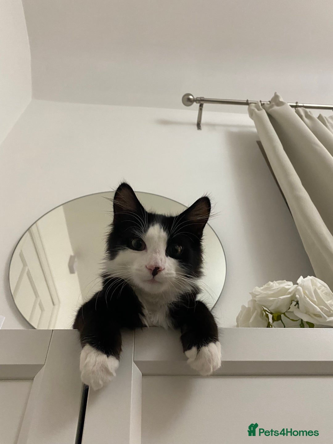 Domestic Shorthair cats for sale: Precious, loving 5 Month Kitten to be rehomed  - Image 2