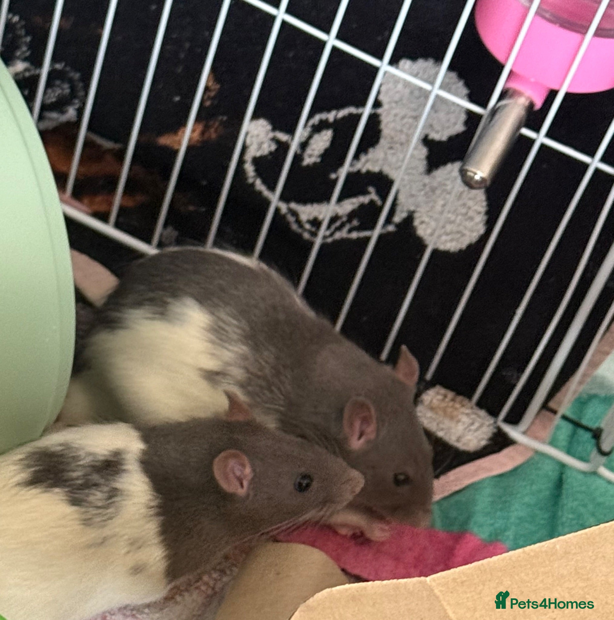 Rat rodents 2 male rats, huge cage and contents  - Advert 8