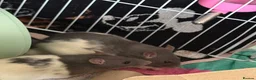 Rat rodents for sale: 2 male rats, huge cage and contents  - Advert 1
