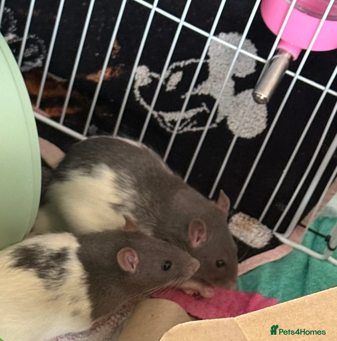 Rat rodents for sale: 2 male rats, huge cage and contents  - Advert 1