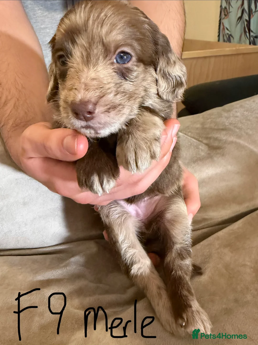 Labradoodle dogs for sale: 10 exceptional Labradoodle puppies F1 in Winsford - Advert 12