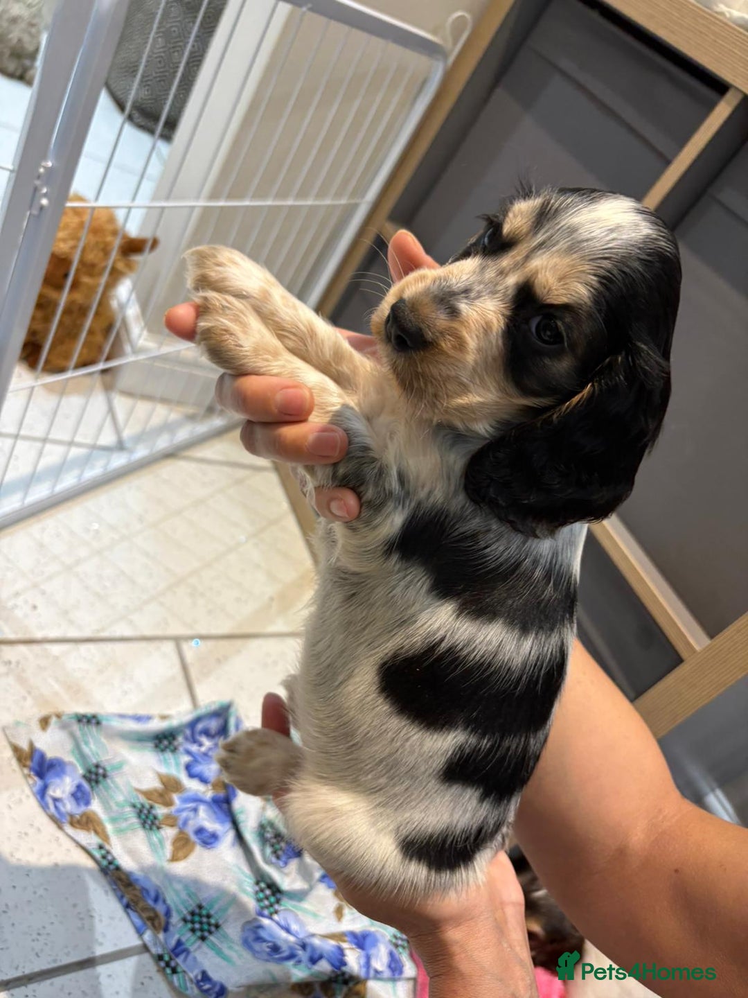 Cocker Spaniel dogs for sale: Pure show type KC reg DNA health test  - Advert 4