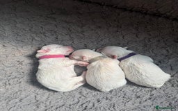 Maltese dogs for sale: 🥰 Gorgeous puppies 🥰🥰 - Image 14