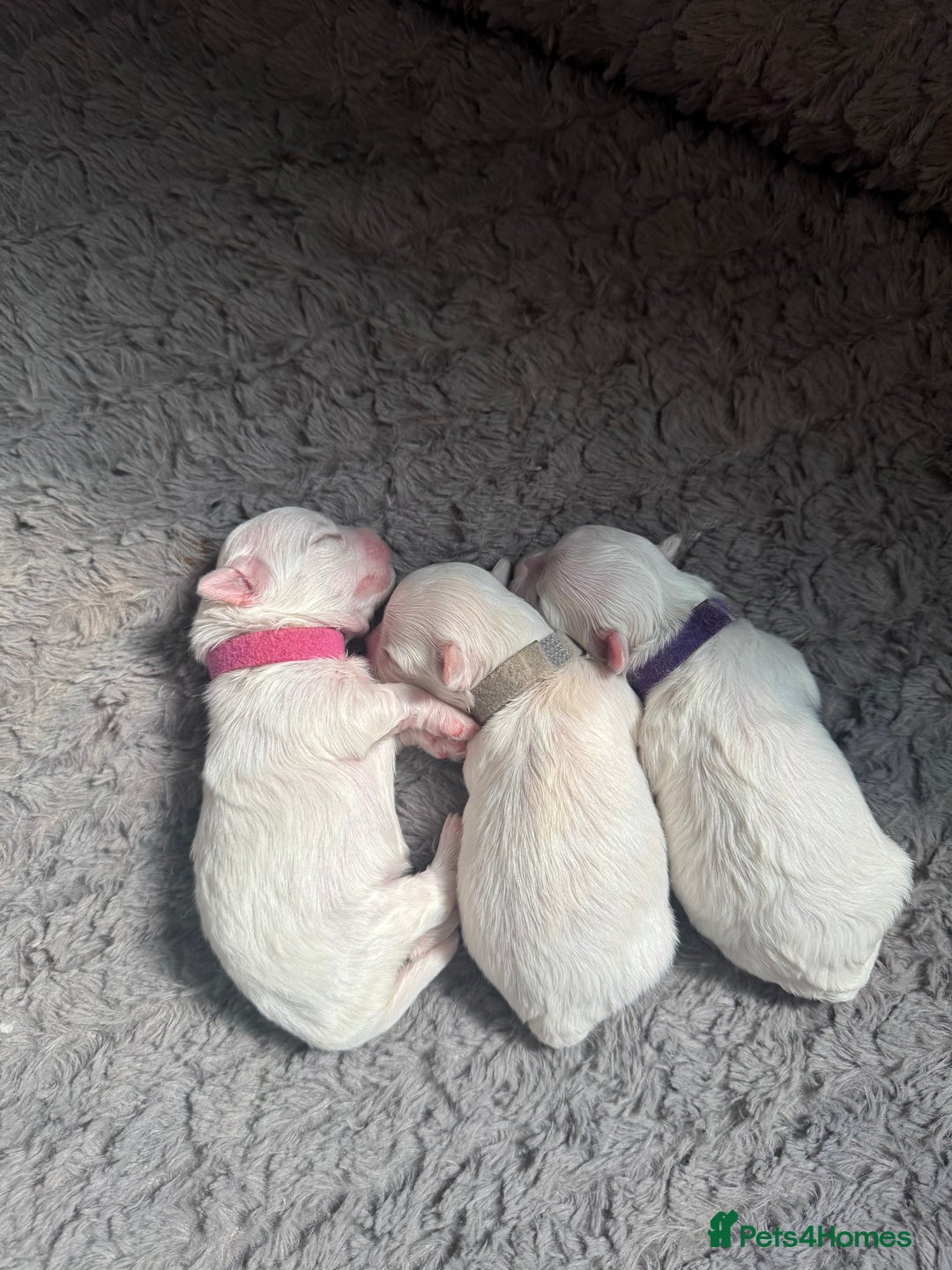 Maltese dogs for sale: 🥰 Gorgeous puppies 🥰🥰 - Image 14