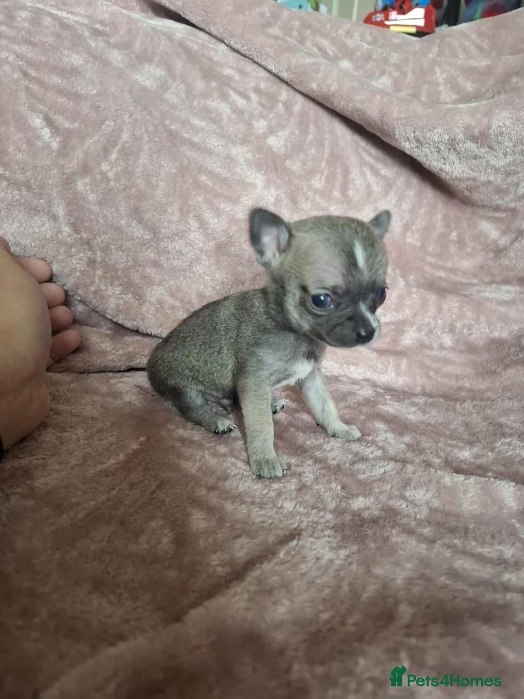 Chihuahua dogs for sale: 4 Tiny Apple head Chihuahuas  - Advert 23