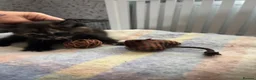Persian cats for sale: Persian tabby kittens  in Skelmersdale - Advert 11