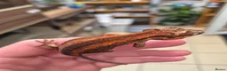 Gecko reptiles for sale: crested geckos, leopard geckos - Advert 8