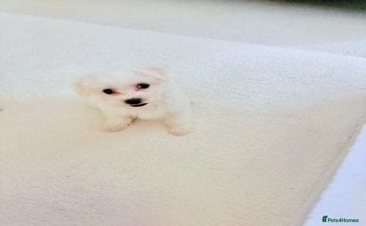 Morkie dogs - Advert 2