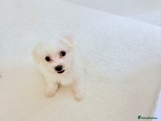 Morkie dogs - Advert 4