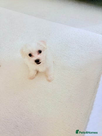 Morkie dogs - Advert 2