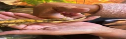 Gecko reptiles for sale: Crested gecko in Shildon - Advert 9