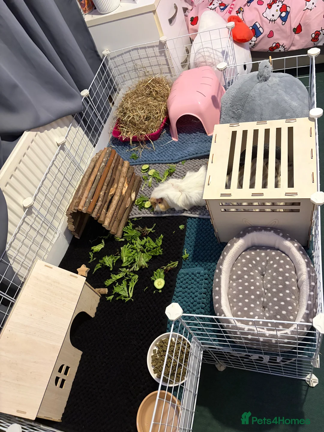 Guinea Pig rodents for sale: single female guinea + cage set up in Dunmow - Advert 4