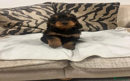 Cockapoo dogs for sale: F1 cockapoo puppies  - Image 12