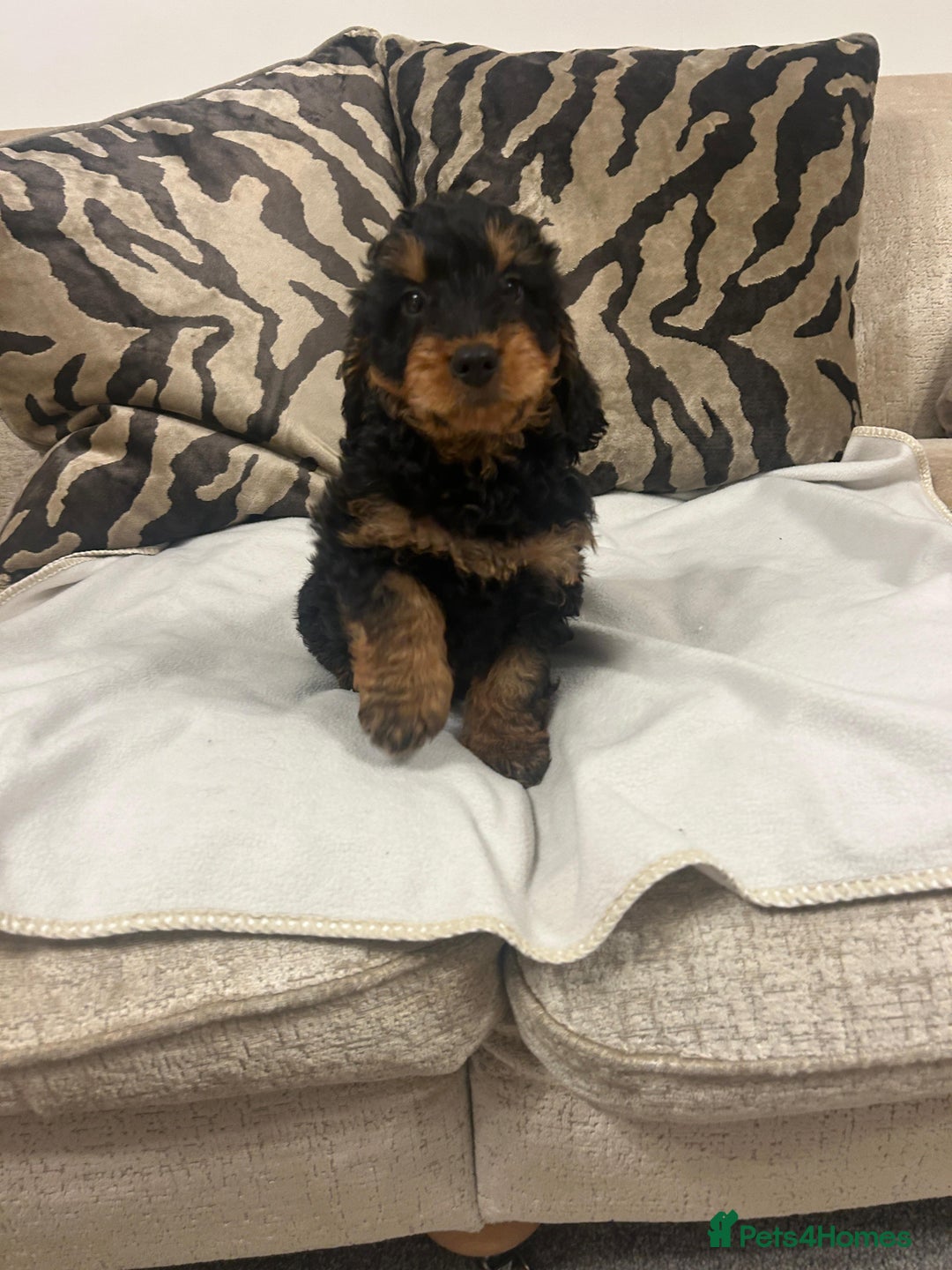 Cockapoo dogs for sale: F1 cockapoo puppies  - Image 12