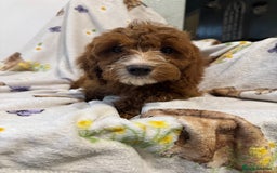 Cockapoo dogs for sale: F1 Cockapoo puppy’s  - Image 19