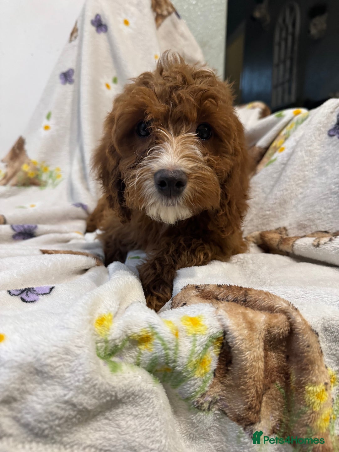 Cockapoo dogs for sale: F1 Cockapoo puppy’s  - Image 19